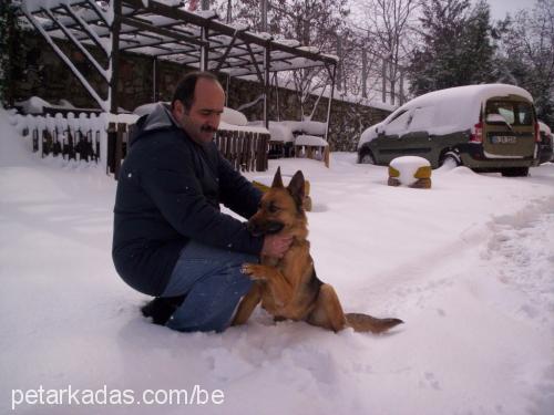 rüzgar Dişi Alman Çoban Köpeği