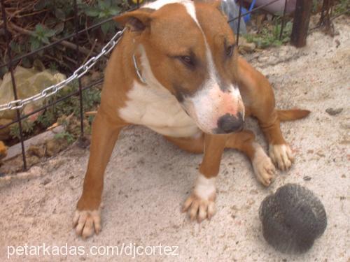 neron Erkek Bull Terrier