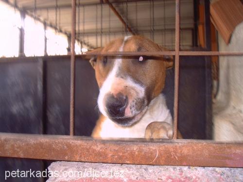 neron Erkek Bull Terrier