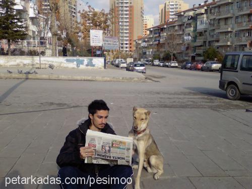 zeus Erkek Kangal