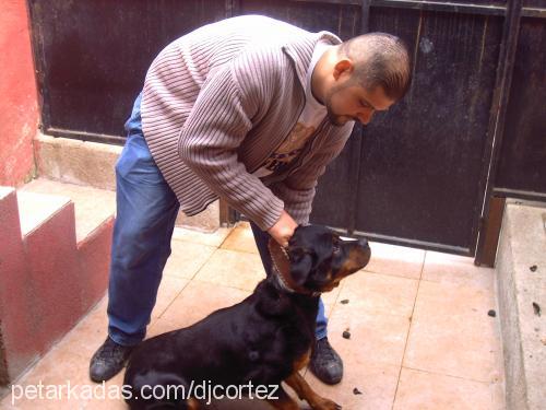 iraz Dişi Rottweiler