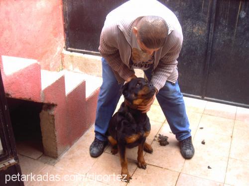 iraz Dişi Rottweiler