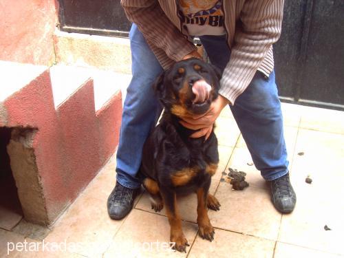 iraz Dişi Rottweiler