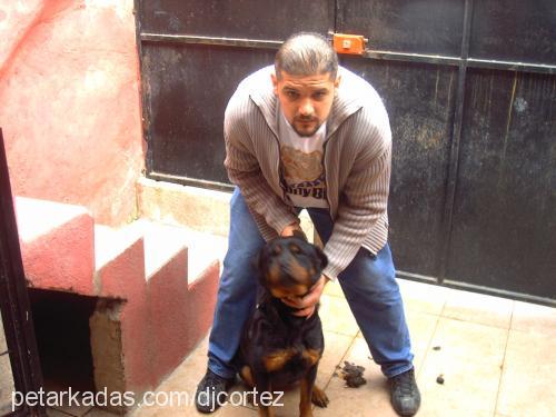 iraz Dişi Rottweiler