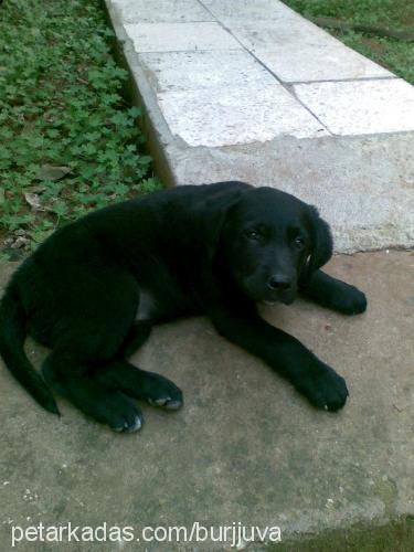 köpez Dişi Labrador Retriever