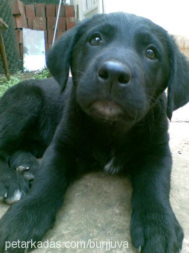 köpez Dişi Labrador Retriever