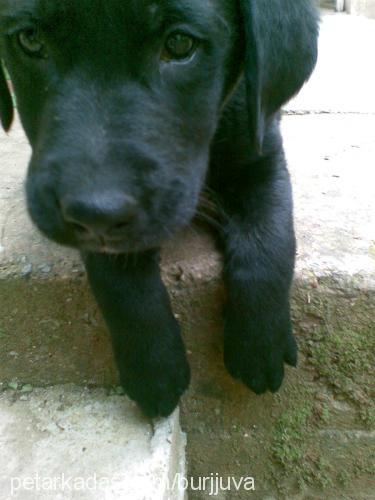 köpez Dişi Labrador Retriever