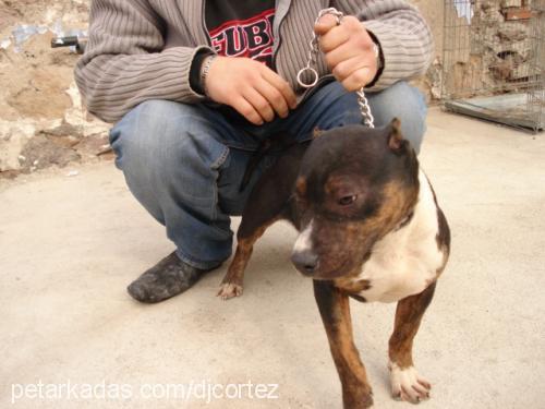 cÜce Erkek Amerikan Staffordshire Terrier