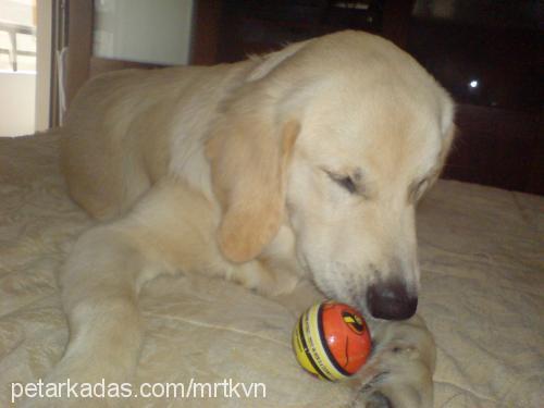 kavun Erkek Golden Retriever