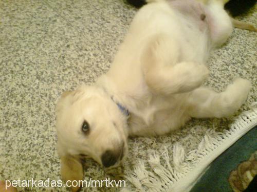 kavun Erkek Golden Retriever