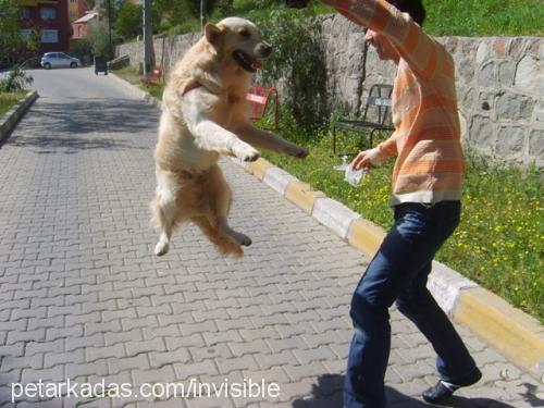 oğlum Erkek Golden Retriever