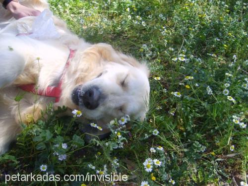 oğlum Erkek Golden Retriever