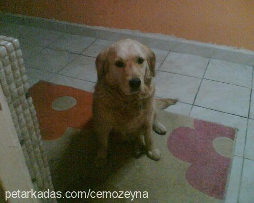 lady Dişi Golden Retriever