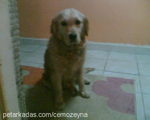 lady Dişi Golden Retriever