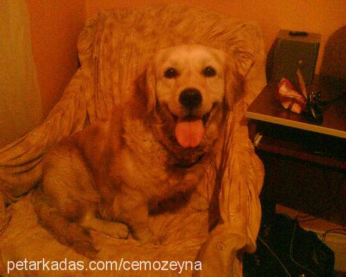 lady Dişi Golden Retriever