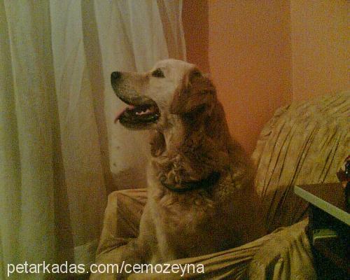 lady Dişi Golden Retriever