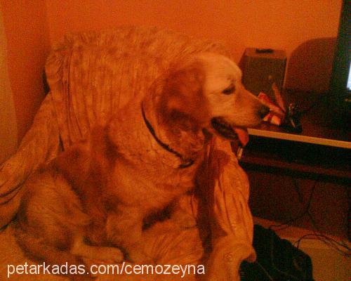 lady Dişi Golden Retriever