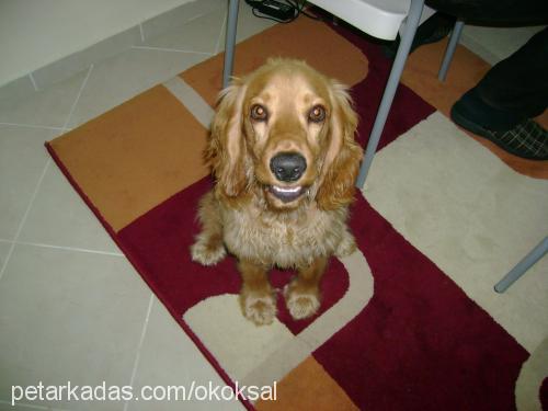 goldİe Erkek Amerikan Cocker Spaniel