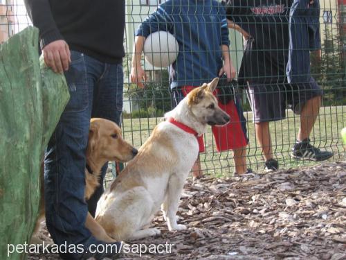 daisy Dişi Sokö (Sokak Köpeği)