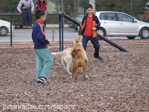 daisy Dişi Sokö (Sokak Köpeği)