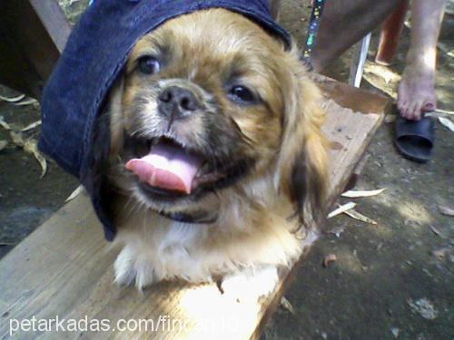 fincan Erkek Pekingese