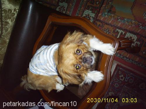 fincan Erkek Pekingese