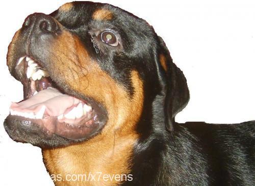 störlin Erkek Rottweiler