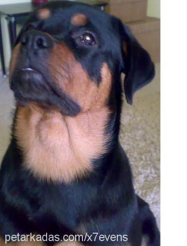 störlin Erkek Rottweiler