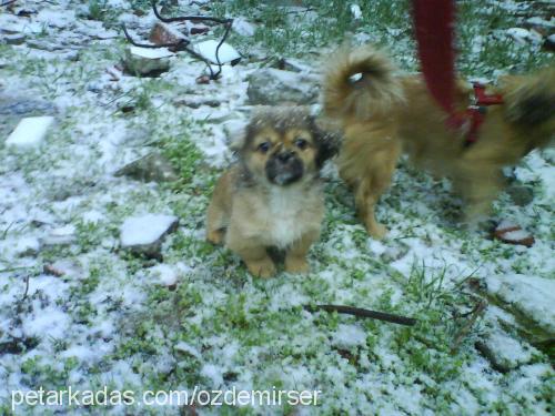 pakize Dişi Tibetli Spaniel