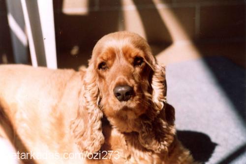 daisy Dişi İngiliz Cocker Spaniel