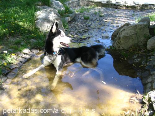 achilles Erkek Sibirya Kurdu (Husky)