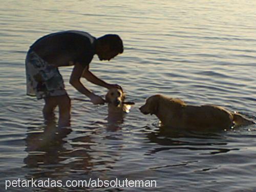 carmen Dişi Golden Retriever