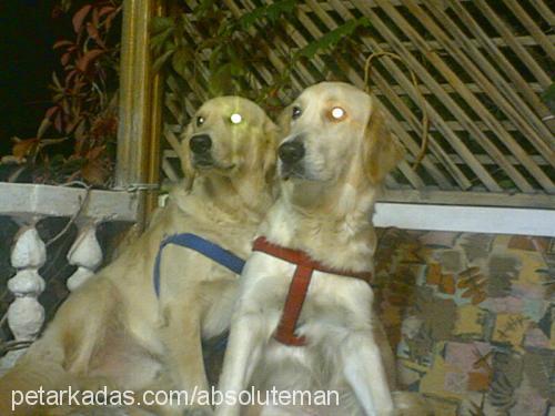 carmen Dişi Golden Retriever