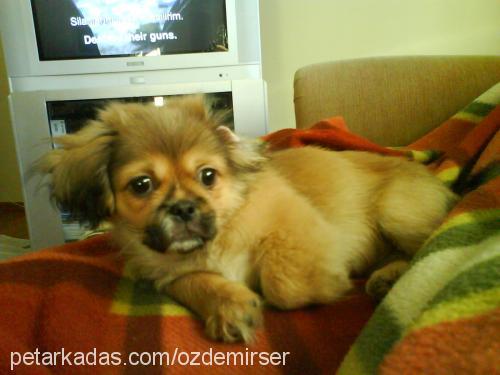 duman Erkek Tibetli Spaniel