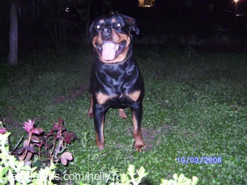 hector Erkek Rottweiler