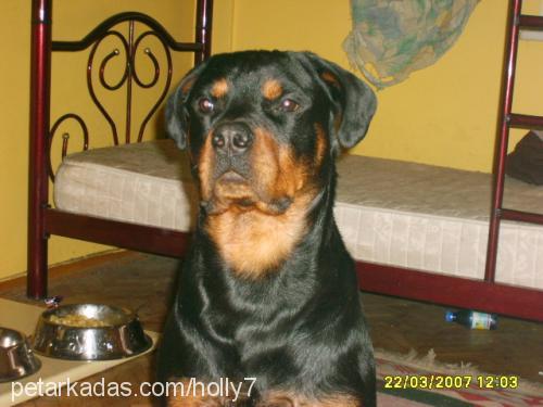 hector Erkek Rottweiler