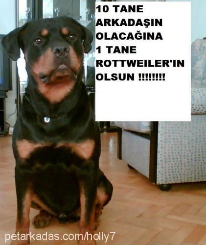 hector Erkek Rottweiler