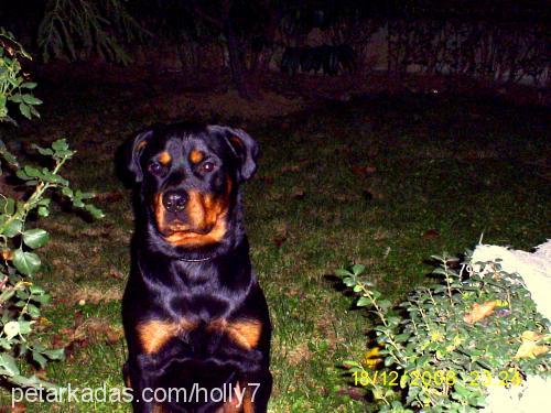 hector Erkek Rottweiler