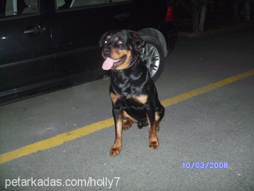 hector Erkek Rottweiler