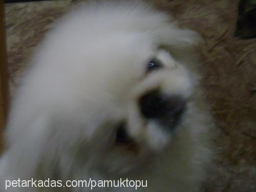 pamuk Erkek Pekingese