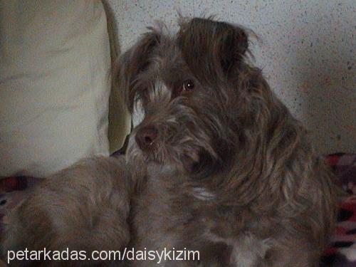 daisy Dişi İskoç Terrier