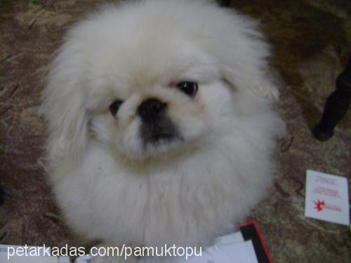 pamuk Erkek Pekingese