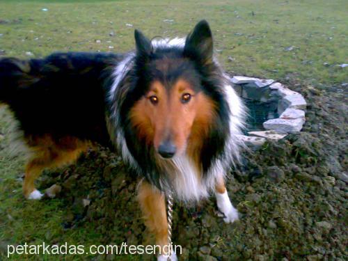 cingo Erkek Collie