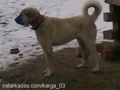 httpkangallar03 Erkek Kangal