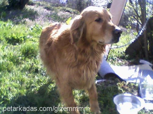 max Erkek Golden Retriever