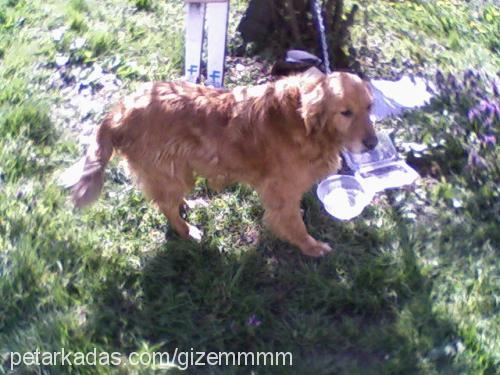 max Erkek Golden Retriever