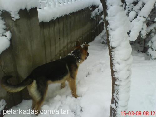 altar Erkek Alman Çoban Köpeği