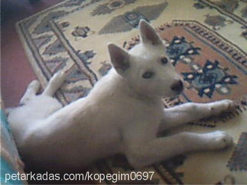 dobi Erkek Sibirya Kurdu (Husky)