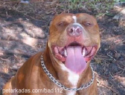 ares Erkek Amerikan Pitbull Terrier