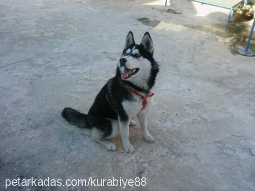 maya Dişi Sibirya Kurdu (Husky)